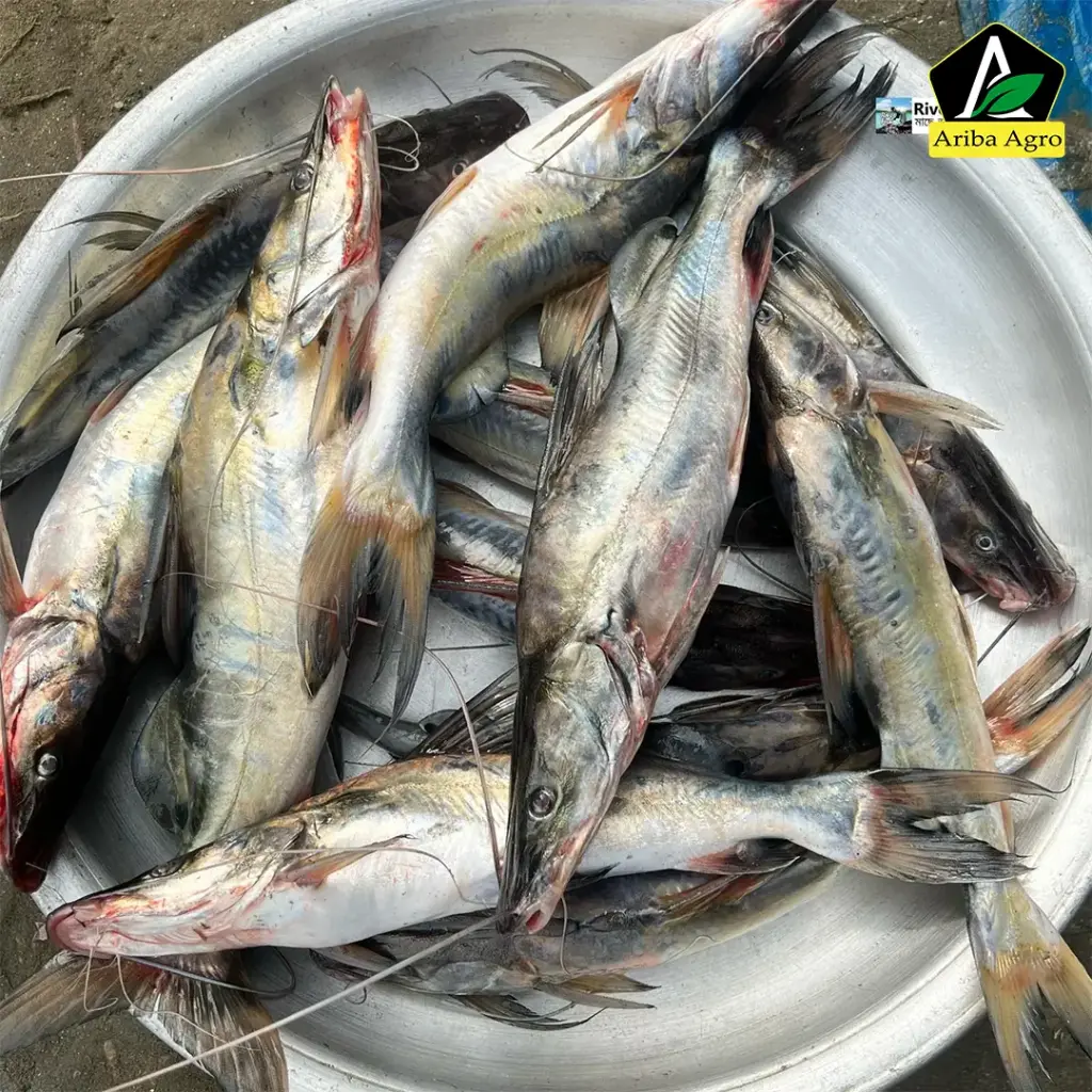 River Ayer Fish whole (নদীর আইড় মাছ আস্ত)