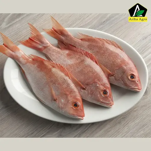Red Snapper/Snapper