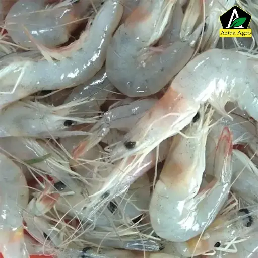 River White Shrimp